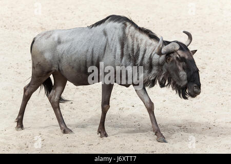 Blue wildebeest (Connochaetes taurinus), also known as the brindled gnu. Stock Photo