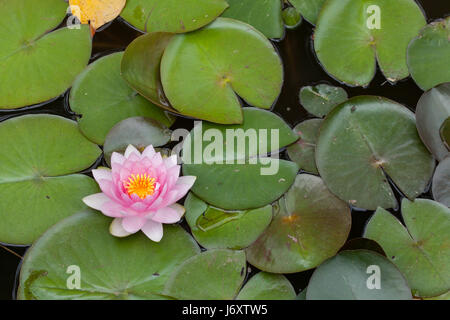 Star lotus (Nymphaea nouchali), also known as the white water lily. Stock Photo