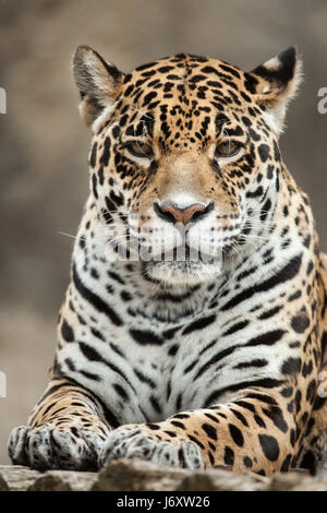 Jaguar (Panthera onca). Wildlife animal. Stock Photo