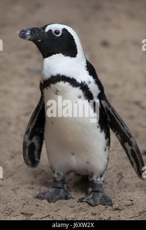 African penguin (Spheniscus demersus), also known as the jackass penguin or black-footed penguin.