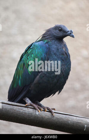 Nicobar pigeon (Caloenas nicobarica). Wildlife animal. Stock Photo