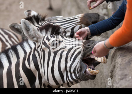Visitors feeding Chapman's zebras (Equus quagga chapmani) at La Palmyre Zoo (Zoo de La Palmyre) in Les Mathes, Charente-Maritime, France.