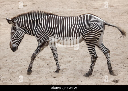 Grevy's zebra (Equus grevyi), also known as the imperial zebra. Stock Photo