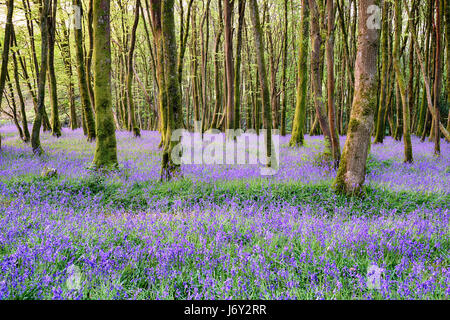Bluebell woods at Camborne in the Cornwall countryside Stock Photo