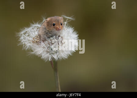 A small harvest mouse balancing on the top of a dandelion clock looking forward Stock Photo