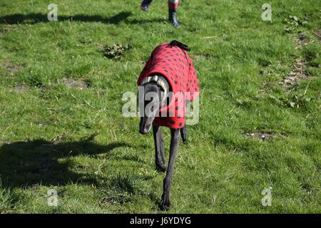 Running Greyhound Stock Photo