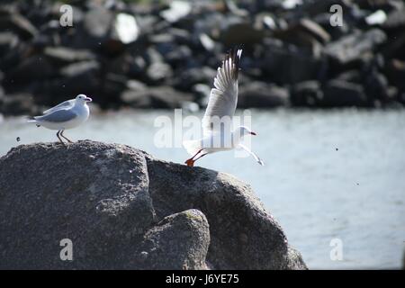 Seagull Stock Photo