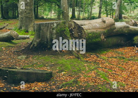 The stump of a tree that has been cut down with the main trunk lying beside it covered in lichen moss and fungi in the middle of forest. Stock Photo
