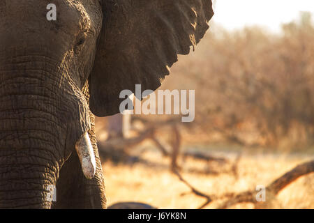 African Elephant close up during golden hour, taken in Botswana's Okavango Delta Stock Photo