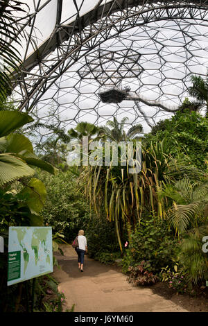 UK, Cornwall, St Austell, Bodelva, Eden Project, Rainforest Biome, visitor on path amongst tropical planting Stock Photo