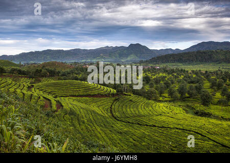 Tea Plantation, Ciwidey, Bandung, West Java, Indonesia Stock Photo
