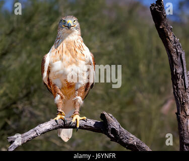 Red Tailed Hawk, Saguaro National Park, Tucscon, Arizona, United States Stock Photo
