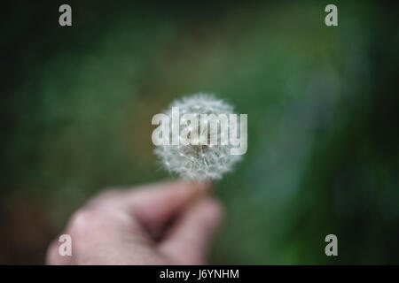 Human hand holding a dandelion clock Stock Photo