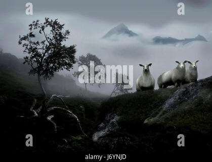 Three sheep and trees in mountains, Napp, Flakstad, Nordland, Norway Stock Photo