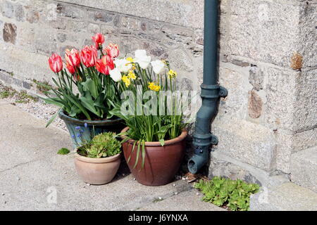 Colorful tulips growing in ceramic and earthenware pots next to the rainwater downpipe on a traditional stone house Stock Photo