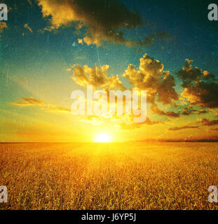 Landscape, retro film effect image, wheat field at sunset in beams of the sun Stock Photo