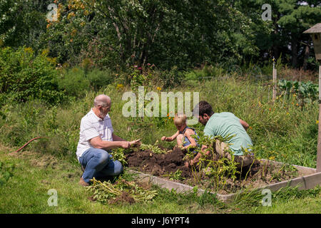 Three generations of men working in a garden Stock Photo