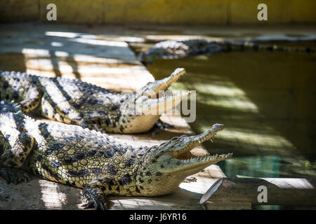 Crocodile in the cage in Hamat Gader, Israel . Stock Photo