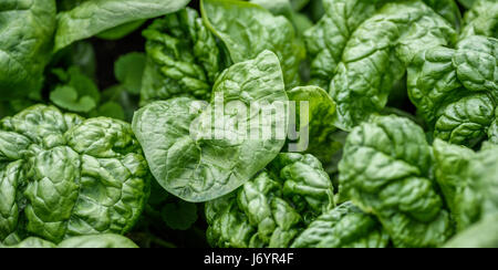 A crop of spinach growing in a field. Stock Photo