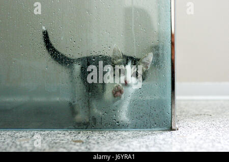Cat stuck in a wet shower Stock Photo