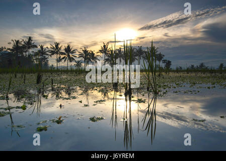 Sunrise over field after rice harvest, Ubud, Bali, Indonesia Stock Photo