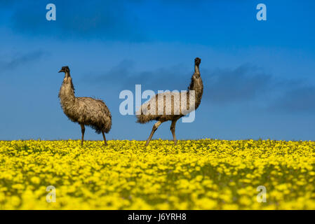 Two emus standing in a canola field, Port Lincoln, South Australia, Australia Stock Photo