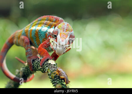 Panther Chameleon on branch, Indonesia Stock Photo