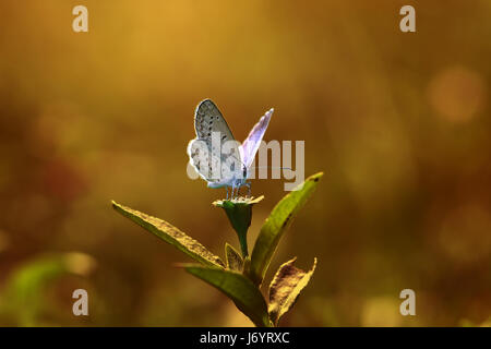 Butterfly on a flower, Indonesia Stock Photo
