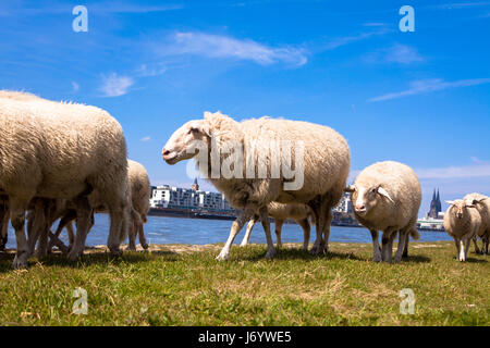 Germany, Cologne, sheep on the river Rhine meadows in the district Deutz, in the background the cathedral. Stock Photo