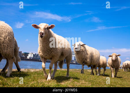 Germany, Cologne, sheep on the river Rhine meadows in the district Deutz. Stock Photo