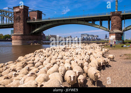 Germany, Cologne, sheep on the river Rhine meadows in the district Poll, the southern bridge, view to Rheinau harbor and the cathedral. Stock Photo