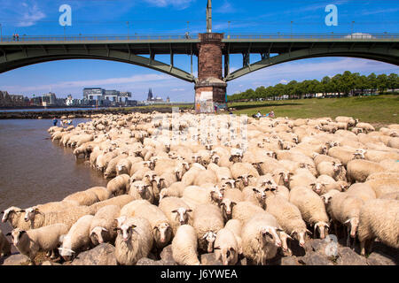 Germany, Cologne, sheep on the river Rhine meadows in the district Poll, the southern bridge, view to Rheinau harbor and the cathedral. Stock Photo
