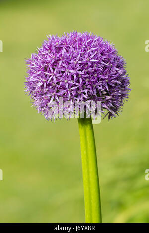 Early summer flowering head of the hardy, ornamental onion, Allium 'Globemaster' Stock Photo