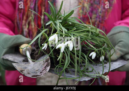 Dividing snowdrops. Snowdrops (galanthus nivalis) lifted in the green for dividing. UK Stock Photo