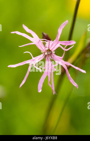 Single pink flower of the UK native wildflower, Silenes flos-cuculi, the ragged robin Stock Photo
