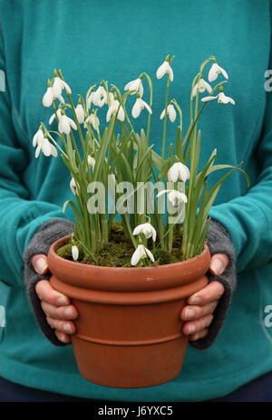 Snowdrops (galanthus nivalis) underplanted with moss displayed in a terracotta pot carried by female gardener for positioning in garden - February Stock Photo