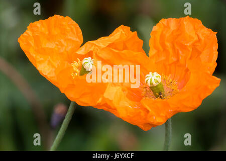 Crumpled petals of an orange ingle form of the Icelandic poppy,  orange Stock Photo