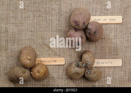 Varieties of seed potato; first early 'Red Duke of York'; second early, 'Charlotte' and main crop, 'Majestic') displayed on hessian with copy space Stock Photo