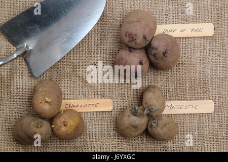 Varieties of seed potato (first early 'Red Duke of York'; second early, 'Charlotte' and main crop, 'Majestic') displayed on hessian background Stock Photo