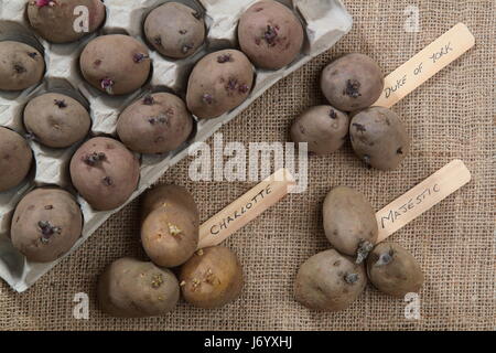 Varieties of early, second and main crop seed potatoes in egg box before placing on sunny windowsill to encourage strong growth ahead of planting out Stock Photo