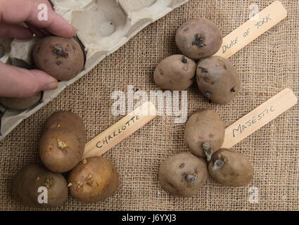 Male gardener places varieties of seed potato in eggbox before placing on sunny windowsill to encourage strong growth ahead of planting out Stock Photo