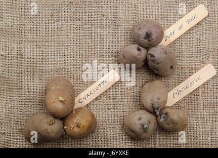 Varieties of seed potato (first early 'Red Duke of York'; second early, 'Charlotte' and main crop, 'Majestic') displayed on hessian with copy space Stock Photo