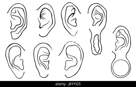 Set of different ears isolated on white Stock Photo