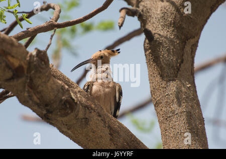 Wild hoopoe bird upupa epops perched on branch up in tree Stock Photo