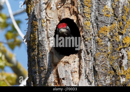 black woodpecker (Dryocopus martius) adult male in opening to nest hole on tree, Romania Stock Photo