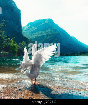 White goose on the lake with mountains Stock Photo