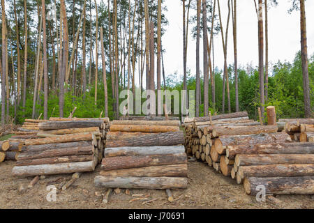 Logs neatly stacked in the pine forest Stock Photo