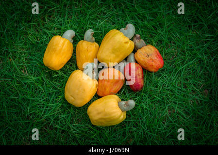Cashew Apples with nuts lying on the lawn Stock Photo