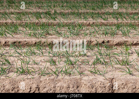 A field of onions growing planted in deep furrows Stock Photo