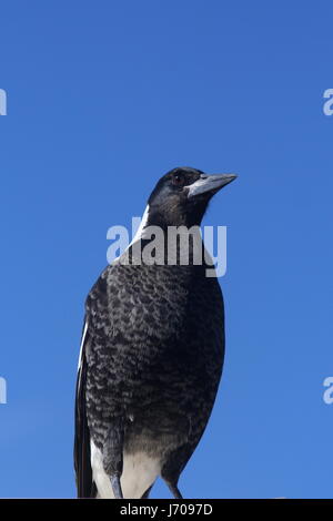 Australian Magpie on a Blue Sky Background Stock Photo